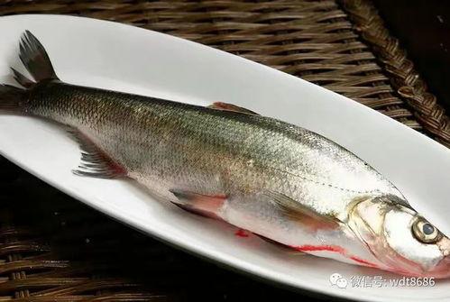 咪子鱼吃瓜现场视频,趣味横生瞬间回顾