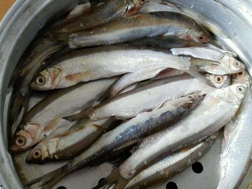 咪子鱼吃瓜现场视频,趣味横生瞬间回顾