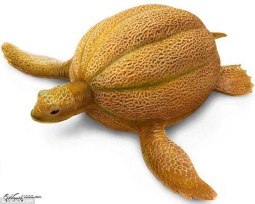 小狮子吃哈密瓜视频大全,哈密瓜盛宴视频大盘点