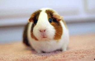 豚鼠可以吃瓜叶嘛视频在线观看,瓜叶是否适宜？视频解析