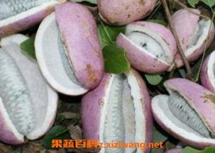 吃八月瓜的小姐姐视频,小姐姐现场品尝，带你领略田园风味