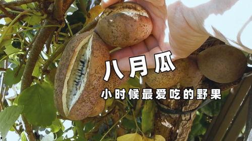 吃八月瓜的小姐姐视频,小姐姐现场品尝，带你领略田园风味