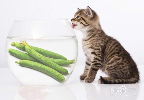 面瓜小猫可以吃吗视频大全,揭秘猫咪专属美食视频大全