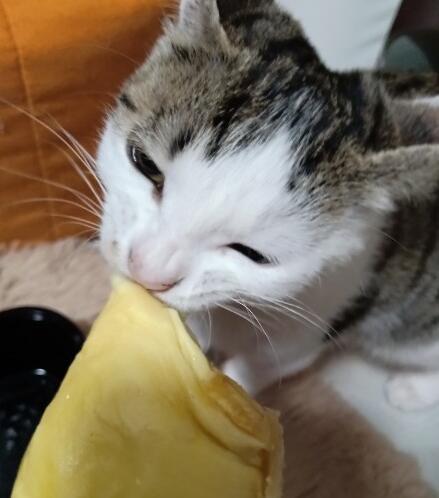 面瓜小猫可以吃吗视频大全,揭秘猫咪专属美食视频大全