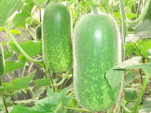 新年吃瓜视频素材大全,盘点各大平台吃瓜视频素材大全