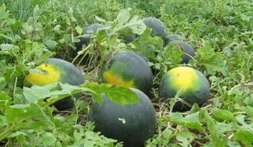 为什么吃瓜的视频很恶心,揭秘“吃瓜”视频的恶心真相