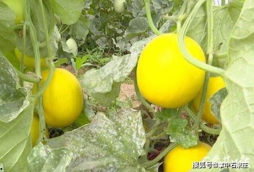 7月吃瓜视频,盘点热门吃瓜视频大盘点