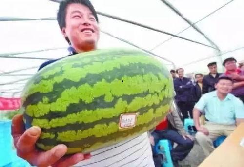 7月吃瓜视频,盘点热门吃瓜视频大盘点