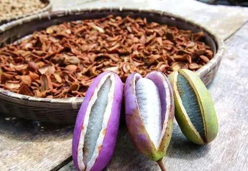 教你吃八月瓜视频大全,视频大全带你领略独特风味