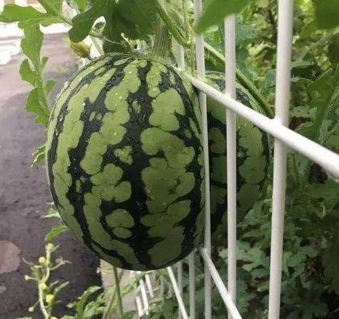 瓜切开发芽了可以吃吗视频,揭秘能否安全食用