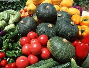 瓜切开发芽了可以吃吗视频,揭秘能否安全食用