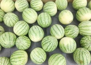 真实吃瓜视频,一场视觉与味蕾的双重盛宴