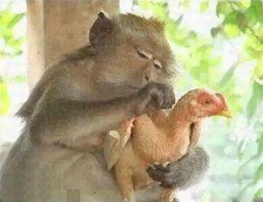 爱吃瓜的熊二吃鸡视频播放,瓜友狂欢，欢乐无限！