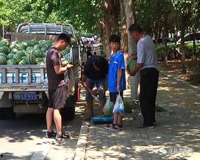 温县吃瓜群众事件视频,一场网络舆论的风暴与反思