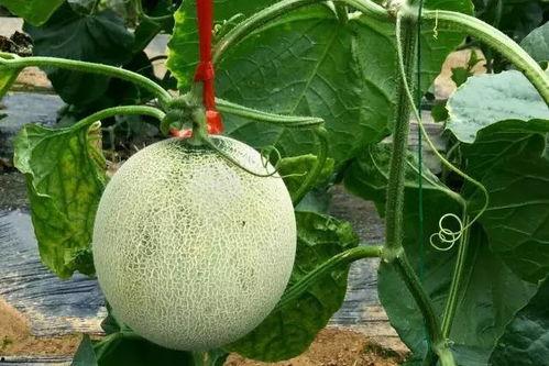 不露脸吃蜜瓜视频,不露脸也能享受的甜蜜时光