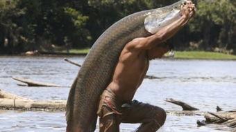 有鱼喜欢吃小瓜怎么办视频,轻松解决鱼儿美食需求