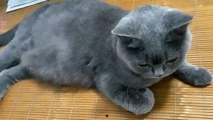 猫和猫吃瓜视频大全,猫咪吃瓜视频大盘点