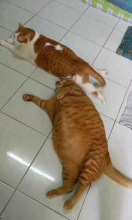 猫和猫吃瓜视频大全,猫咪吃瓜视频大盘点