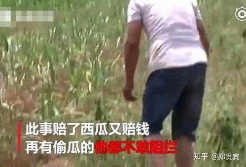 桑植吃瓜事件真相视频全集,揭秘真相背后的惊人内幕