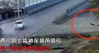 车祸小狗吃瓜视频,萌宠视角下的意外瞬间