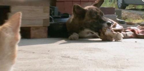 车祸小狗吃瓜视频,萌宠视角下的意外瞬间