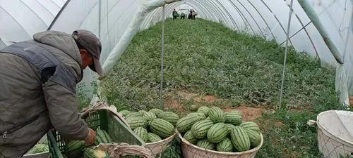 内蒙古乌托邦吃瓜视频