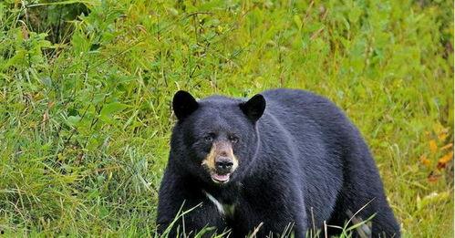 吃瓜黑熊本尊视频大全,萌态百出，笑料连连