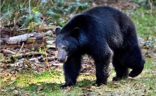 吃瓜黑熊本尊视频大全,萌态百出，笑料连连