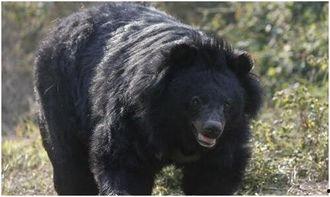 吃瓜黑熊本尊视频大全,萌态百出，笑料连连