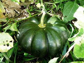 吃鸡视频南瓜冬瓜哈密瓜,欢乐“吃鸡”之旅