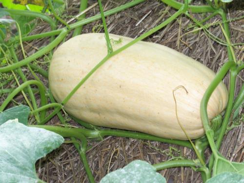 吃鸡视频南瓜冬瓜哈密瓜,欢乐“吃鸡”之旅