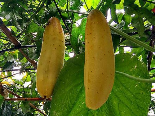 吃瓜技术视频教程,吃瓜技术视频教程深度解析