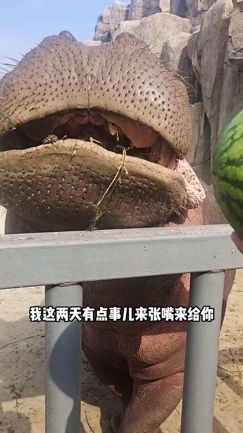 搞笑视频河马吃瓜大全集,河马吃瓜大全集搞笑瞬间回顾