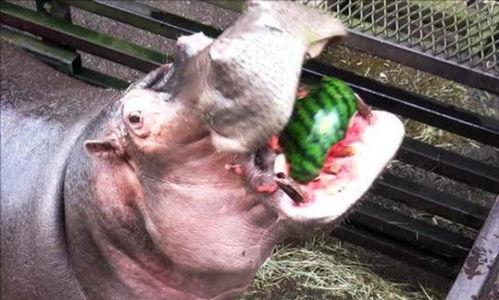 搞笑视频河马吃瓜大全集,河马吃瓜大全集搞笑瞬间回顾