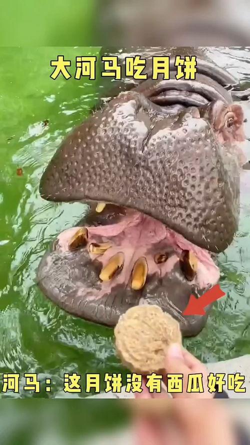 搞笑视频河马吃瓜大全集,河马吃瓜大全集搞笑瞬间回顾