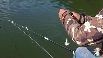 吃瓜钓鱼视频完整版,一场视觉盛宴与休闲生活的完美融合