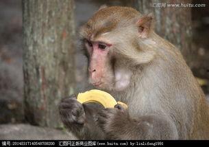 小崔猴子吃瓜视频大全