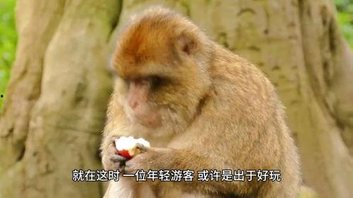 小崔猴子吃瓜视频大全