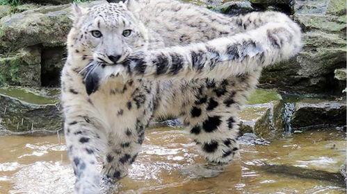 雪豹瓜宝宝可以吃吗视频