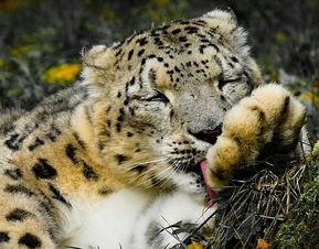 雪豹瓜宝宝可以吃吗视频