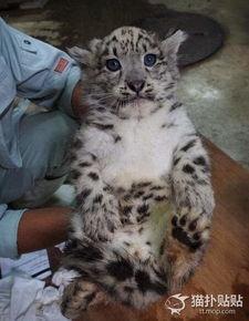 雪豹瓜宝宝可以吃吗视频