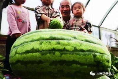 绿衣服吃瓜比赛视频大全,吃瓜大赛视频集锦大盘点