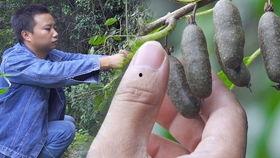 八月瓜是放牛娃吃的吗视频,放牛娃的童年美味回忆