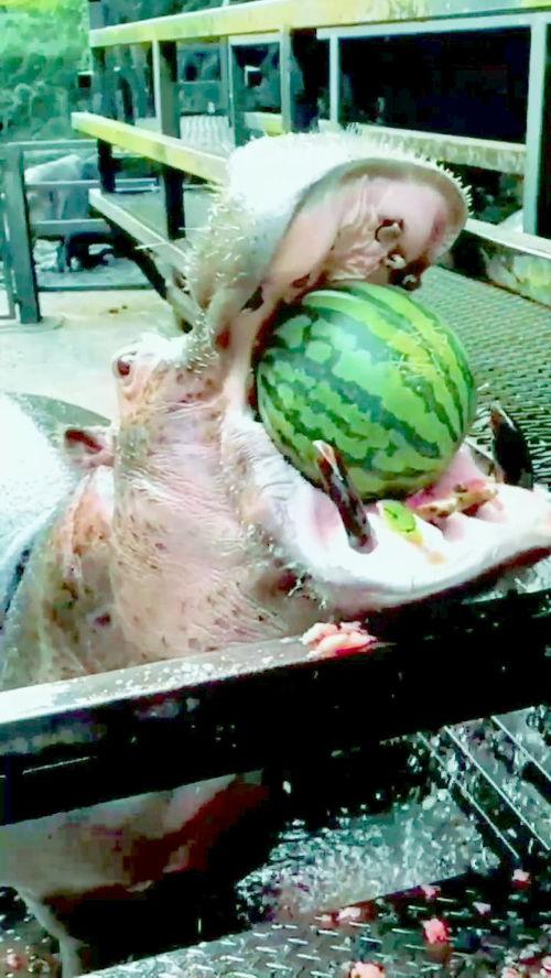 大物吃瓜的视频在线播放