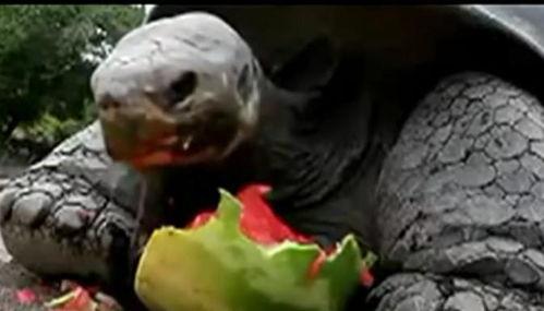 吃瓜乌龟的视频,揭秘网络红人的趣味生活