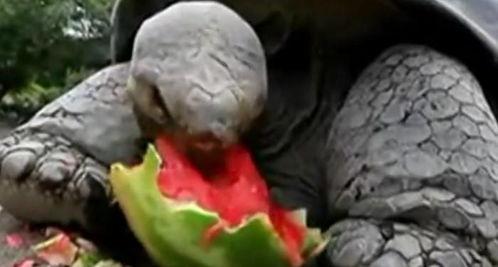 吃瓜乌龟的视频,揭秘网络红人的趣味生活