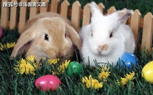 兔子可以吃隔夜瓜吗视频,隔夜瓜的食用安全探讨