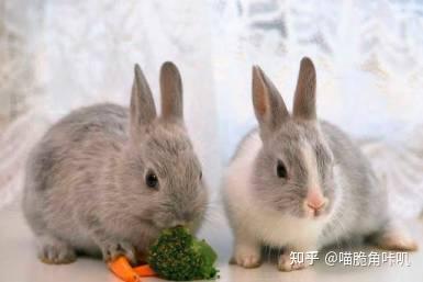 兔子可以吃隔夜瓜吗视频,隔夜瓜的食用安全探讨