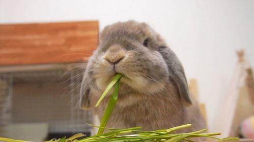 兔子可以吃隔夜瓜吗视频,隔夜瓜的食用安全探讨