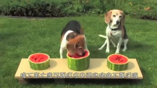 带你吃瓜搞笑狗狗视频